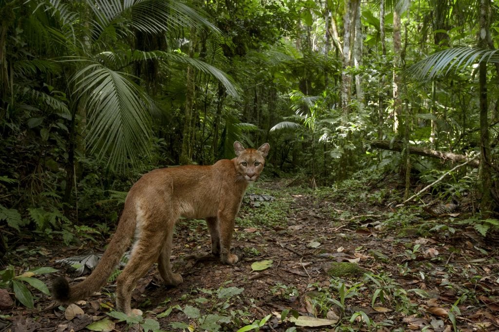 Animais Da Amaz Nia Mais Famosos E Ex Ticos Da Floresta