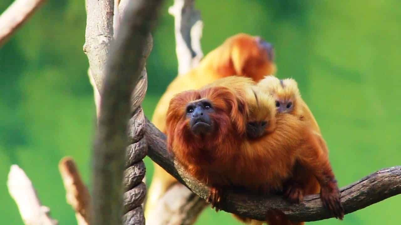 Conheça 15 dos mais famosos animais da Amazônia