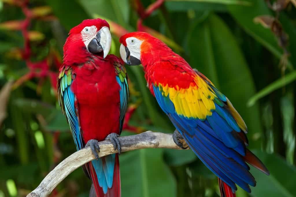 Animais Da Amaz Nia Mais Famosos E Ex Ticos Da Floresta