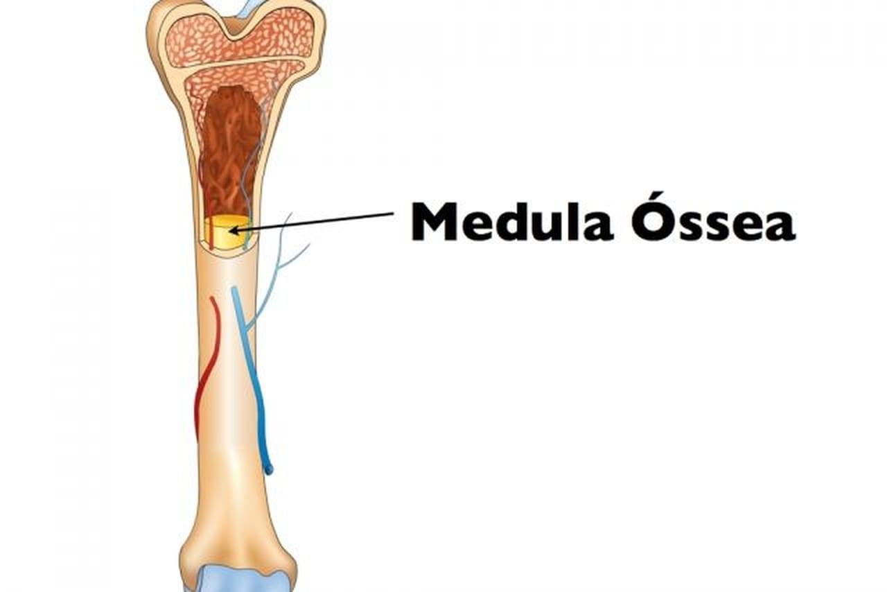 Conheça o maior e o menor osso do corpo humano e suas importâncias