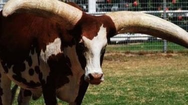 Corno: o que significa o termo e como ele surgiu como gíria