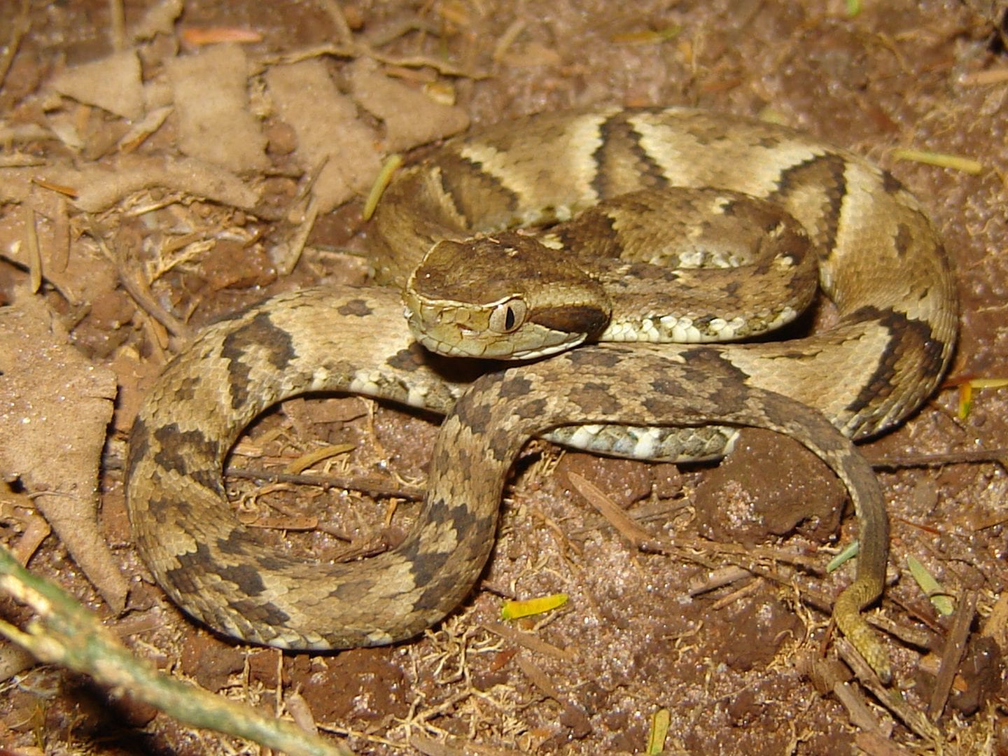 Cobras, calor e acidentes