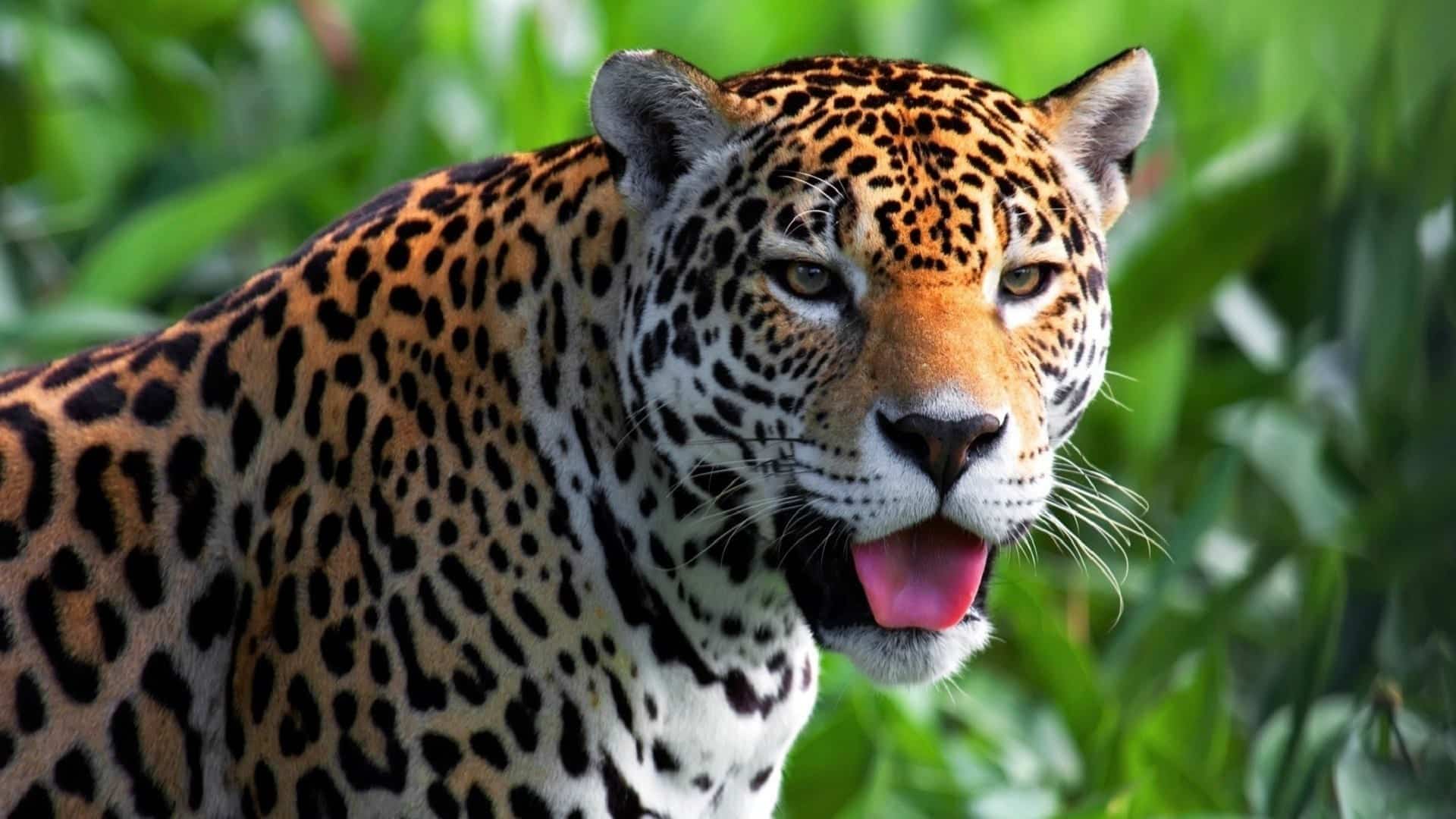 Animais do cerrado - lista de 20 animais deste bioma brasileiro