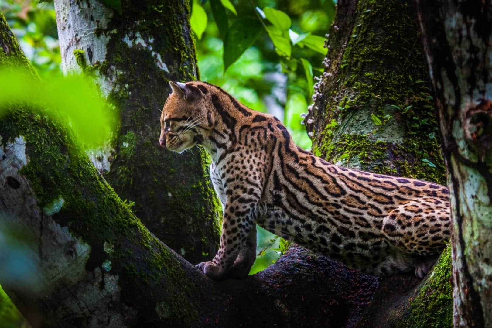 Animais do cerrado - lista de 20 animais deste bioma brasileiro