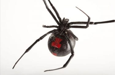 Arquiteta Giovanna Ribeiro: Aranha viúva negra – Características ...