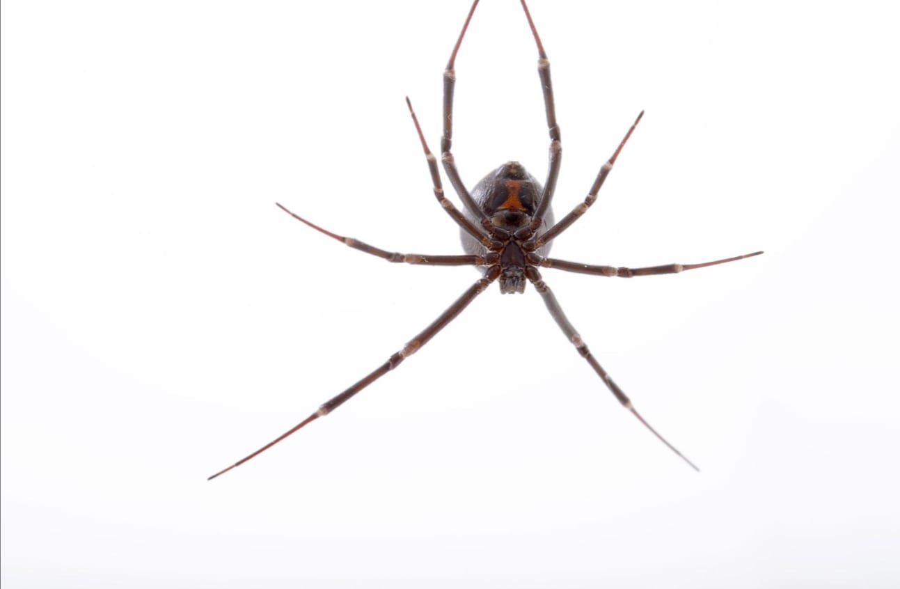 Aranha viúva negra - características, importância e efeitos da picada
