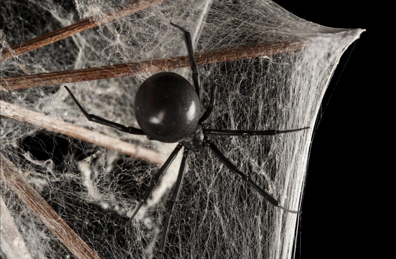 Aranha viúva negra - características, importância e efeitos da picada