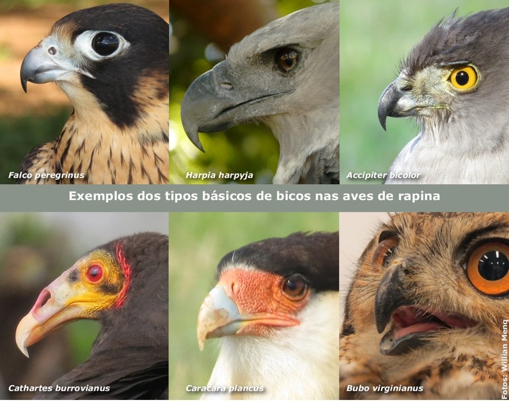 Aves de rapina - grupos, características e habilidades de caça