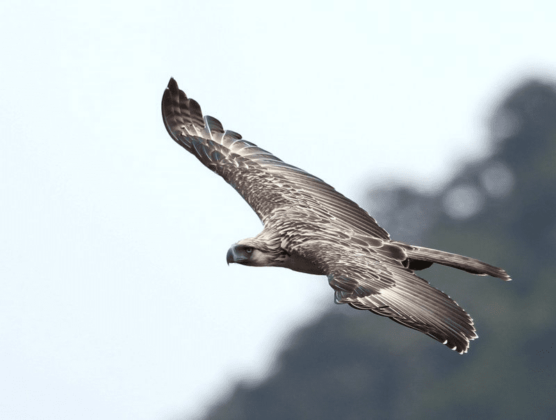Aves de rapina - grupos, características e habilidades de caça