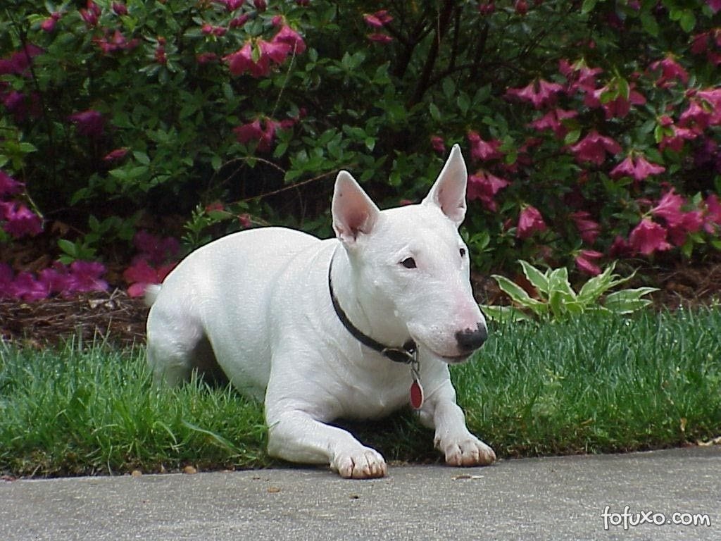 Bull Terrier - Raça, características e curiosidades