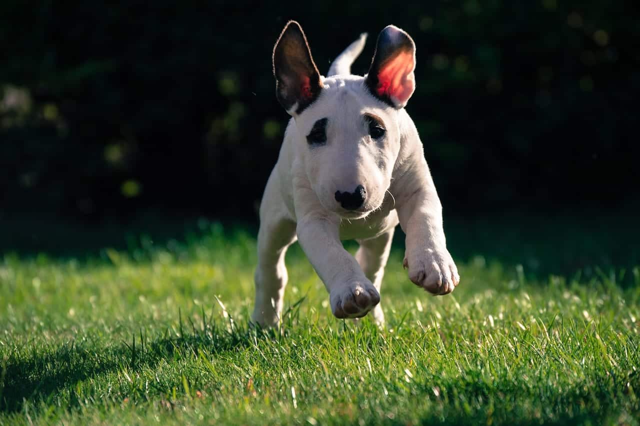 Bull Terrier - Raça, características e curiosidades