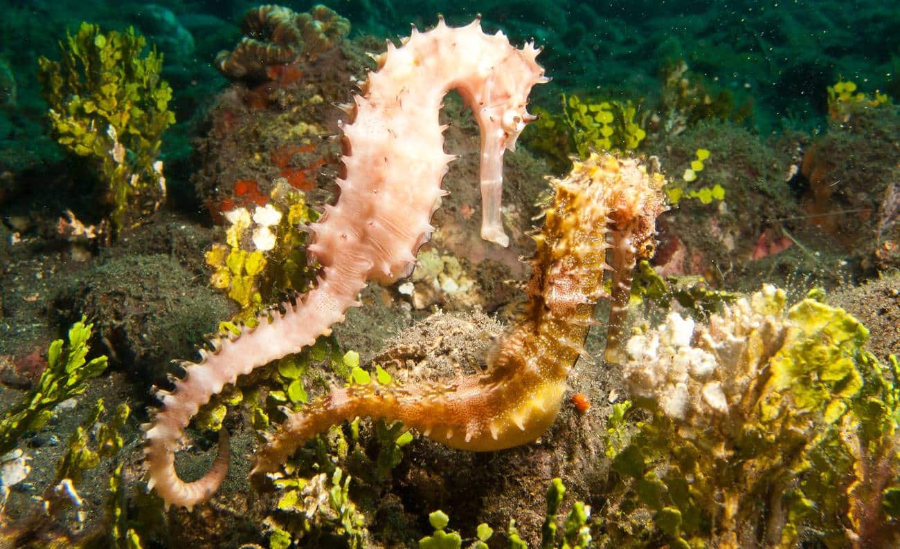 Cavalo marinho - características, habitat, reprodução e curiosidades