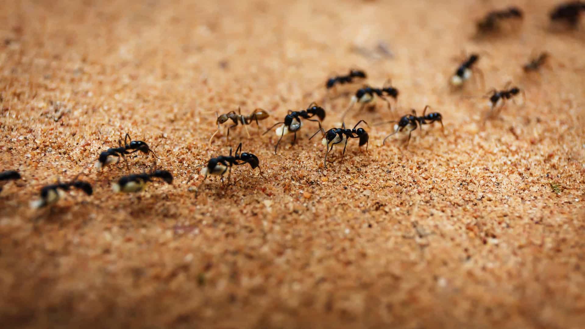 Formigas - características, organização e curiosidades