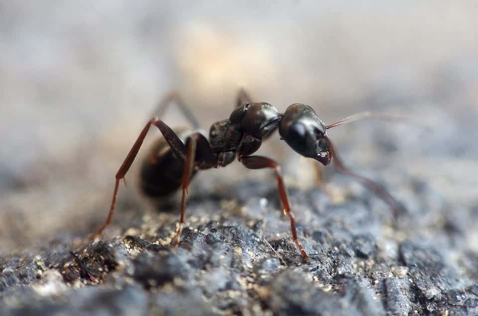 Formigas - características, organização e curiosidades