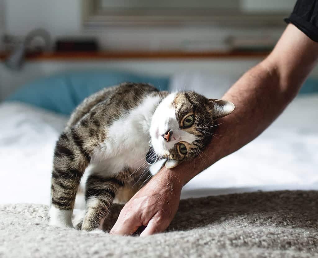 Gatos - Comportamento, formas de se comunicar e curiosidades