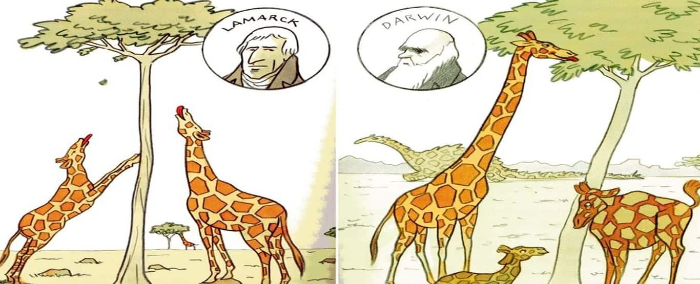 Girafa - características e comportamento da espécie