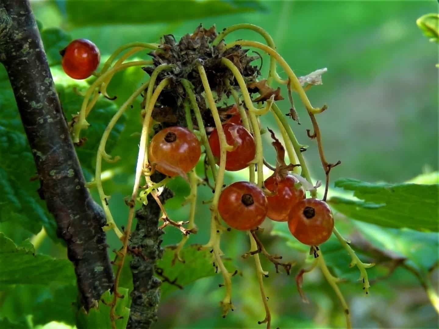 Groselha - origem da fruta e benefícios que oferece à saúde