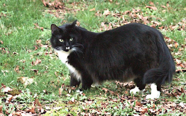 Maine Coon - características e curiosidades sobre a raça de gato gigante