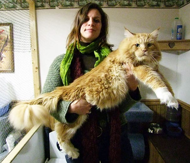 Maine Coon - características e curiosidades sobre a raça de gato gigante