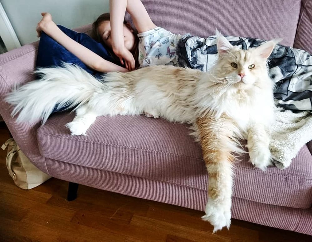 Maine Coon: saiba tudo sobre o maior gato do mundo!