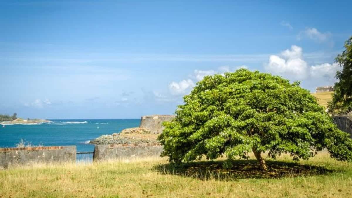 Pau-brasil - história e curiosidades sobre a árvore que deu nome ao país