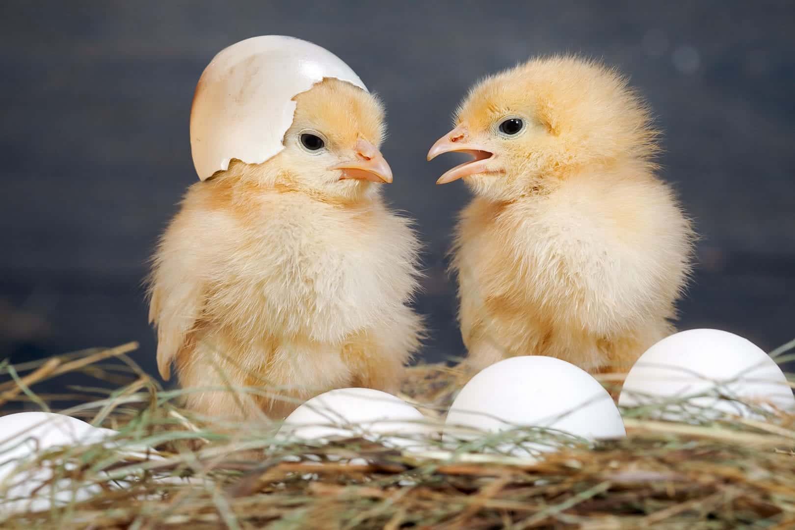 Quem nasceu primeiro o ovo ou a galinha? - A resposta definitiva