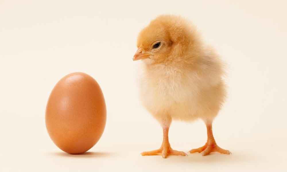 Quem veio primeiro: o ovo ou a galinha?