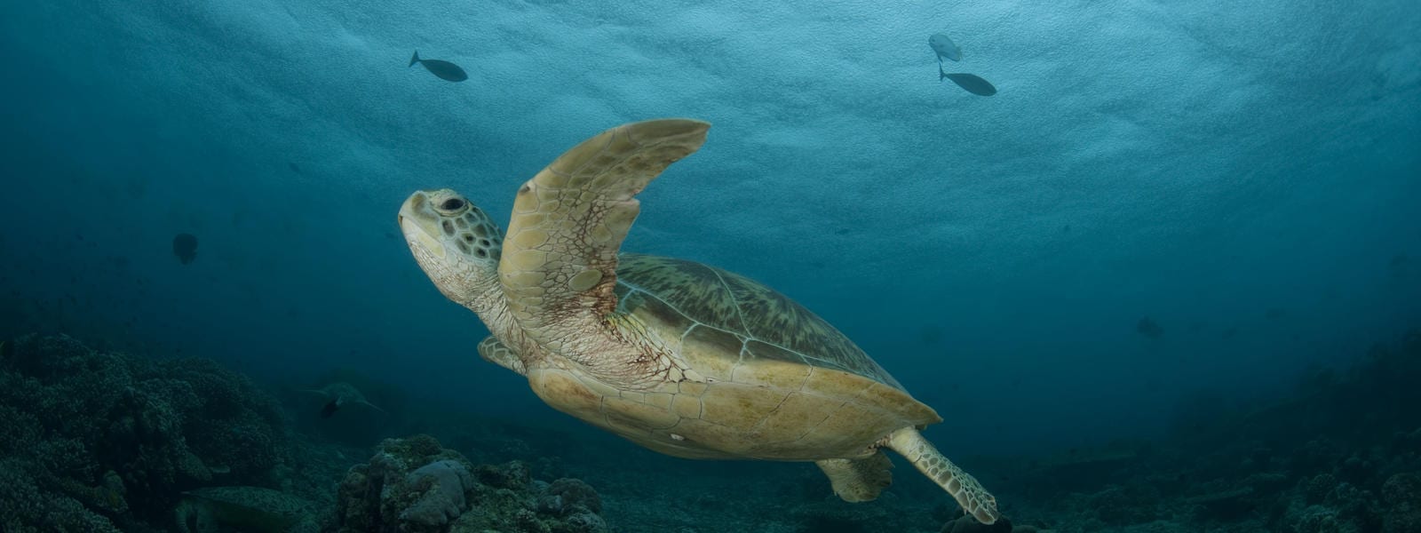 Tartarugas marinhas - características típicas das espécies