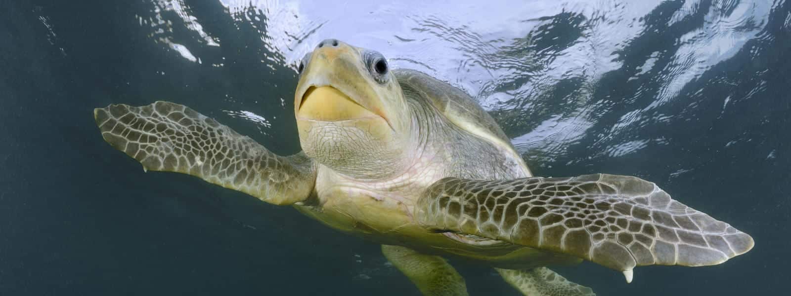 Tartarugas marinhas - características típicas das espécies