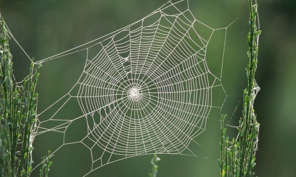 teias-de-aranha-de-que-s-o-feitas-utilidades-e-por-que-s-o-grudentas