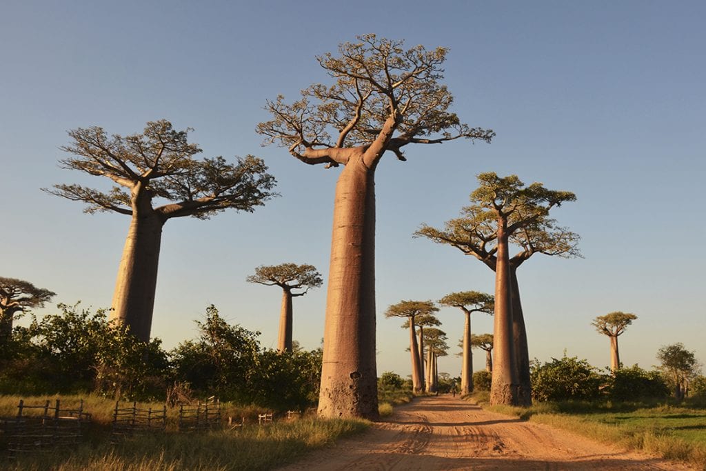 Baobá, o que é? Origem da árvore, propriedades e onde encontrar