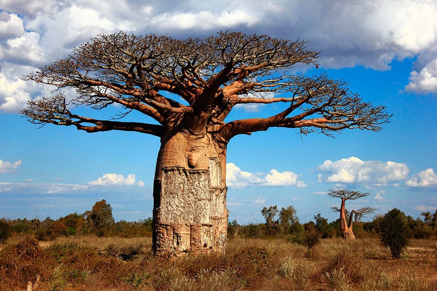 Árvore de baobá em seu habitat natural.