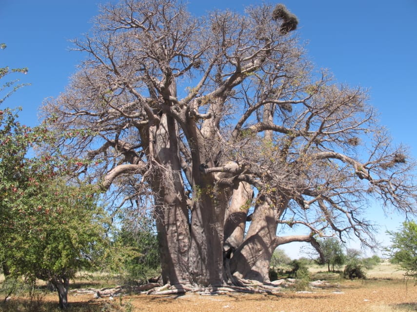Baobá - qual a origem da árvore símbolo da África?