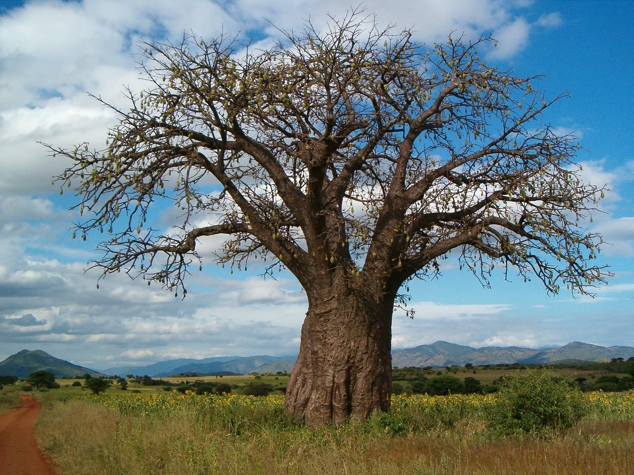 Baobá - qual a origem da árvore símbolo da África?