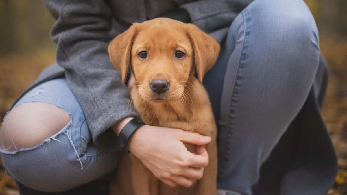 Animais de estimação - quais os bichos indicados para pequenos espaços