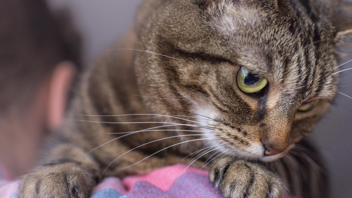 Animais de estimação - quais os bichos indicados para pequenos espaços