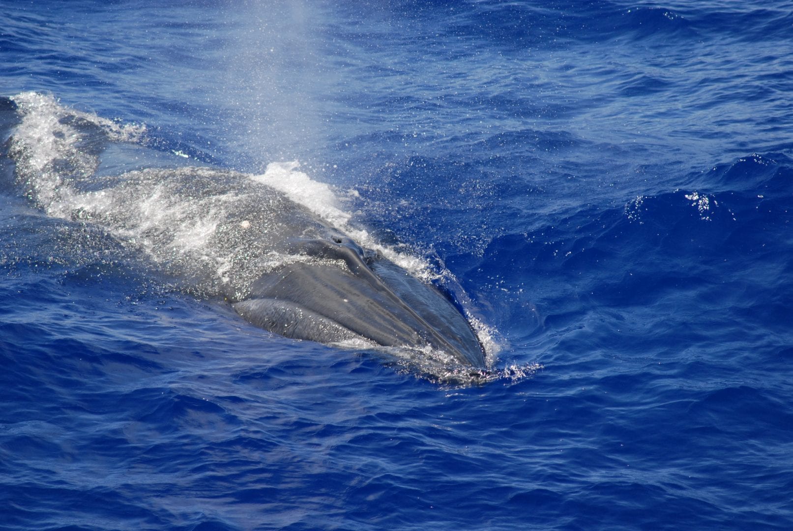 Baleias - características e principais espécies ao redor do mundo