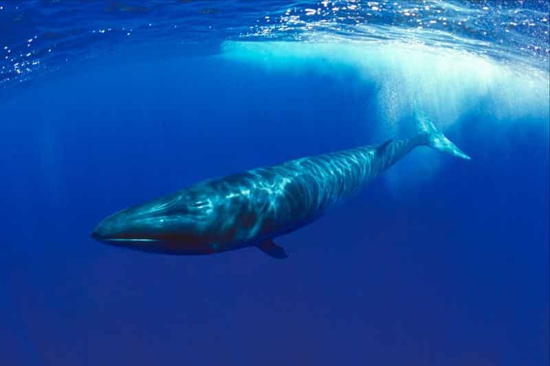 Baleias - características e principais espécies ao redor do mundo