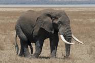 Elefante
