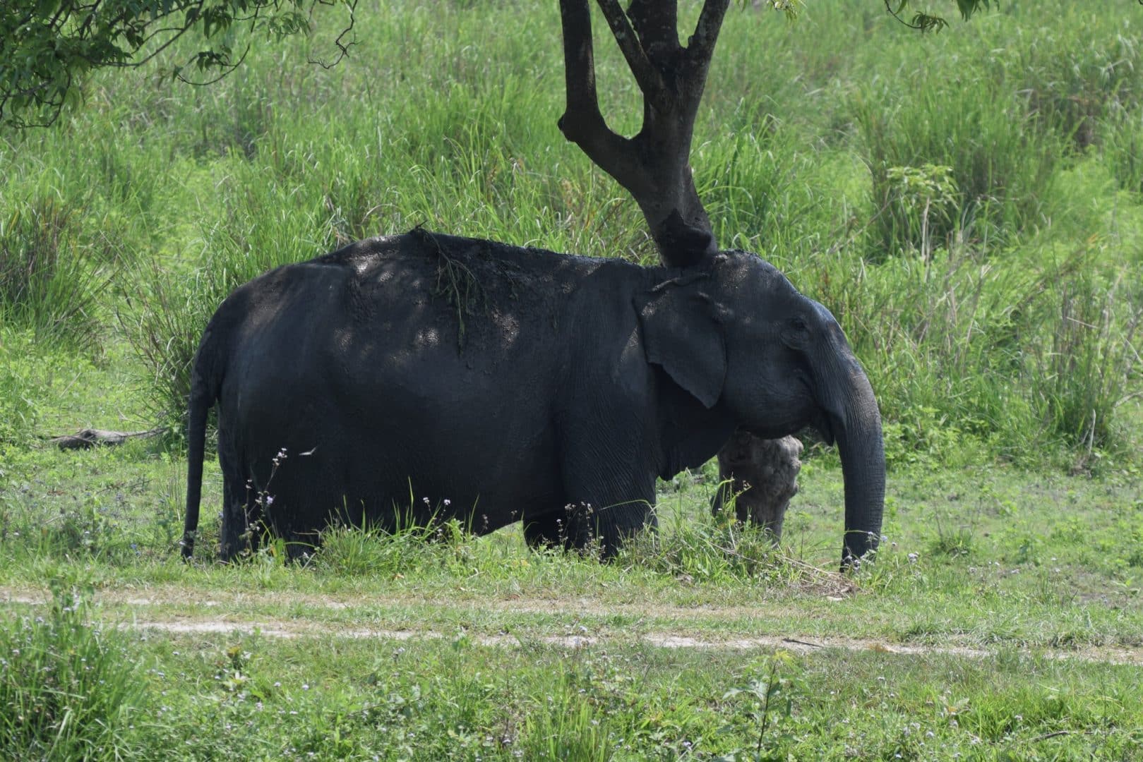 Elefante - principais hábitos, características e espécies vivas