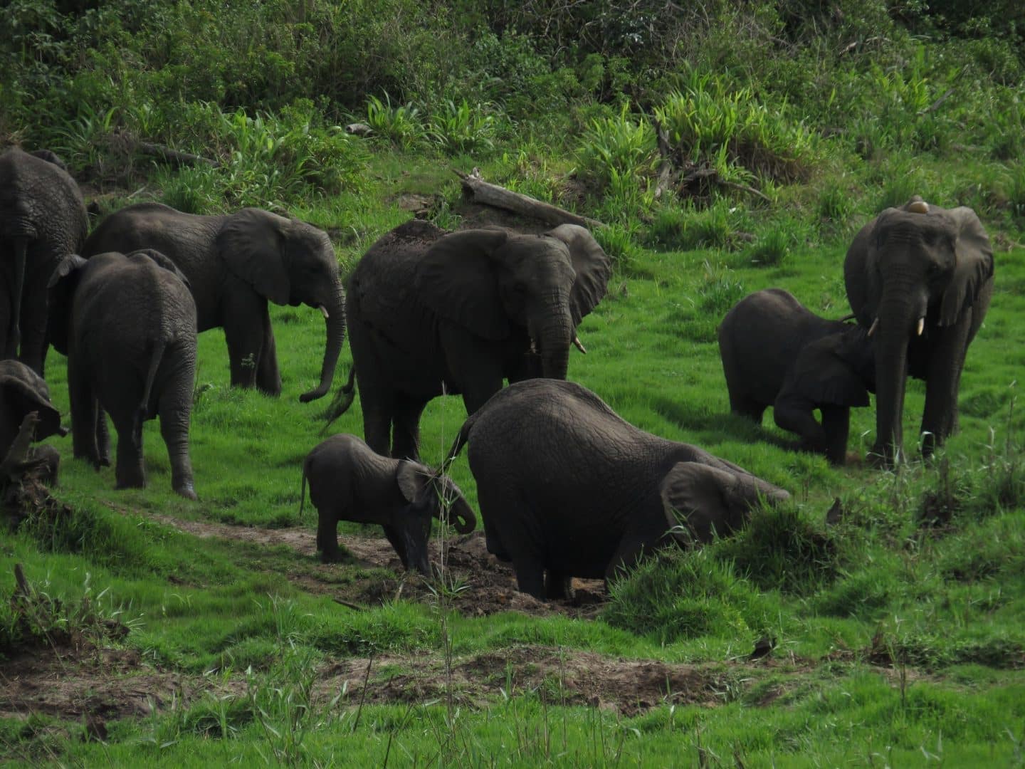 Elefante - principais hábitos, características e espécies vivas