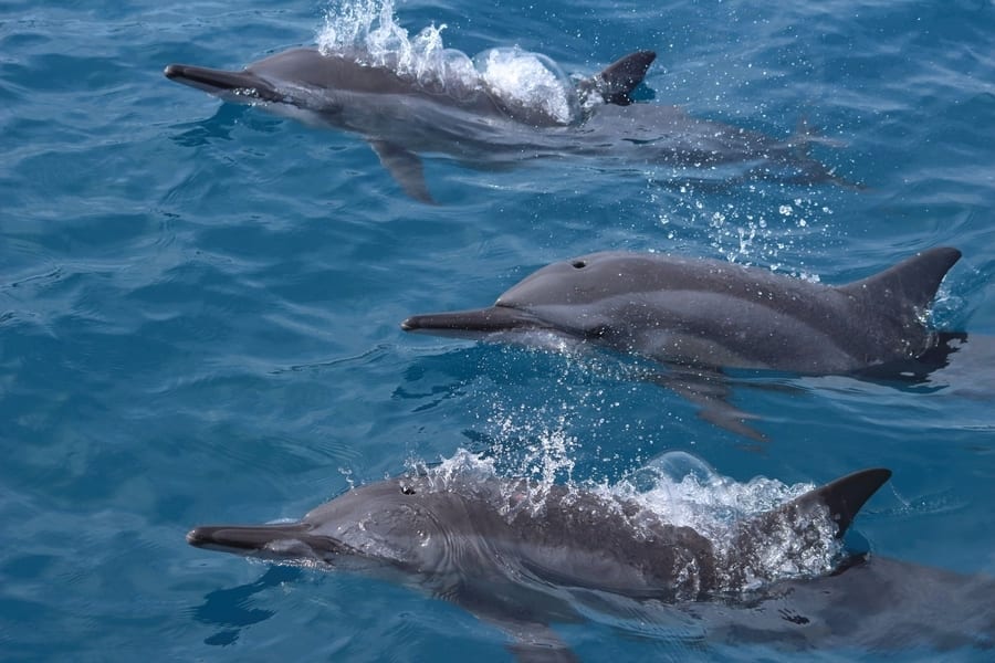 Golfinhos - como vivem, do que se alimentam e principais hábitos