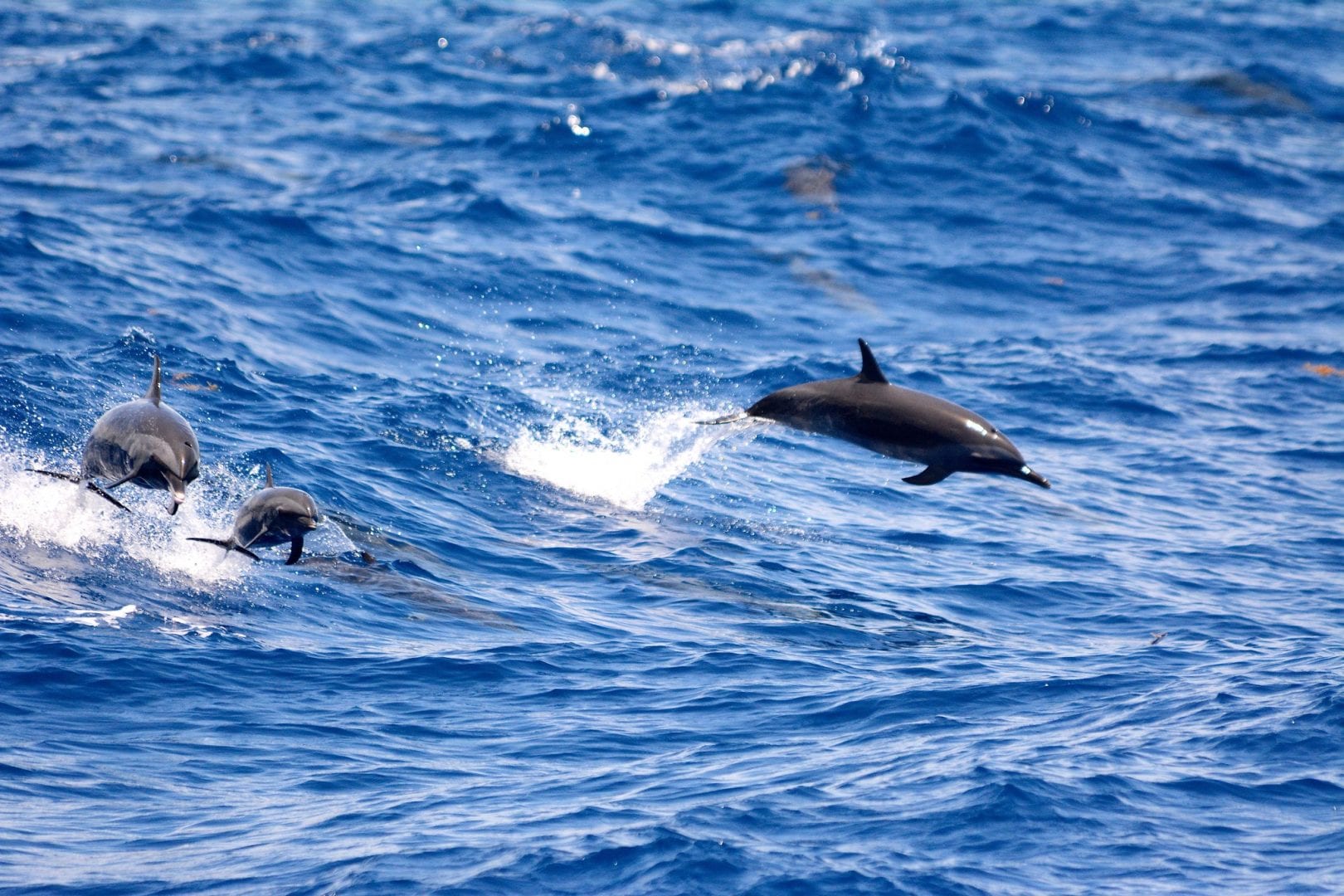 Golfinhos - como vivem, do que se alimentam e principais hábitos