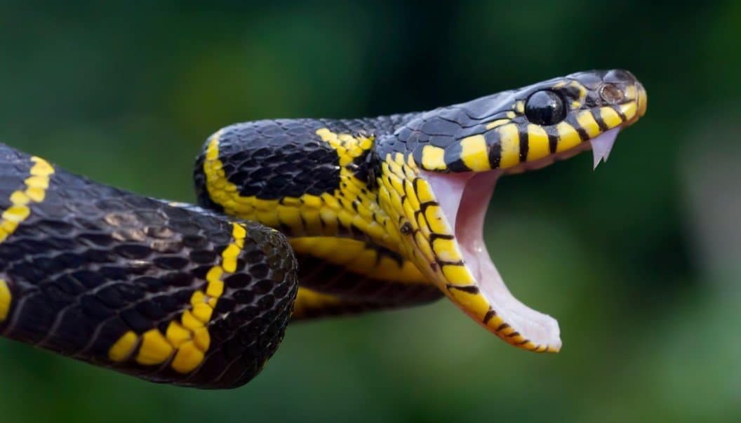 Quais tipos de cobras existem?