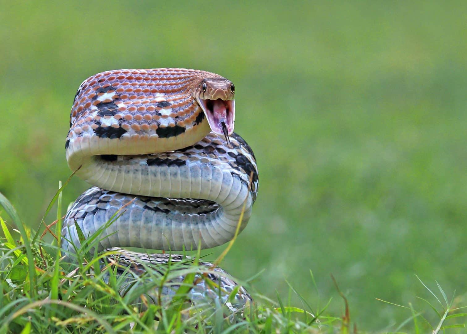 Tipos de cobras - características e principais diferenças entre espécies