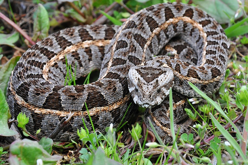 Tipos de cobras - características e principais diferenças entre espécies