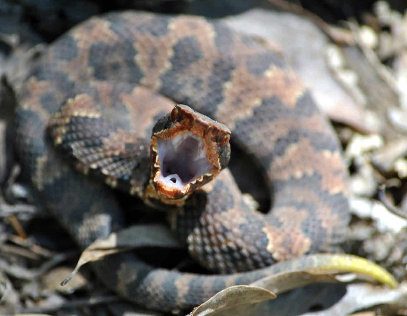 Tipos de cobras - características e principais diferenças entre espécies