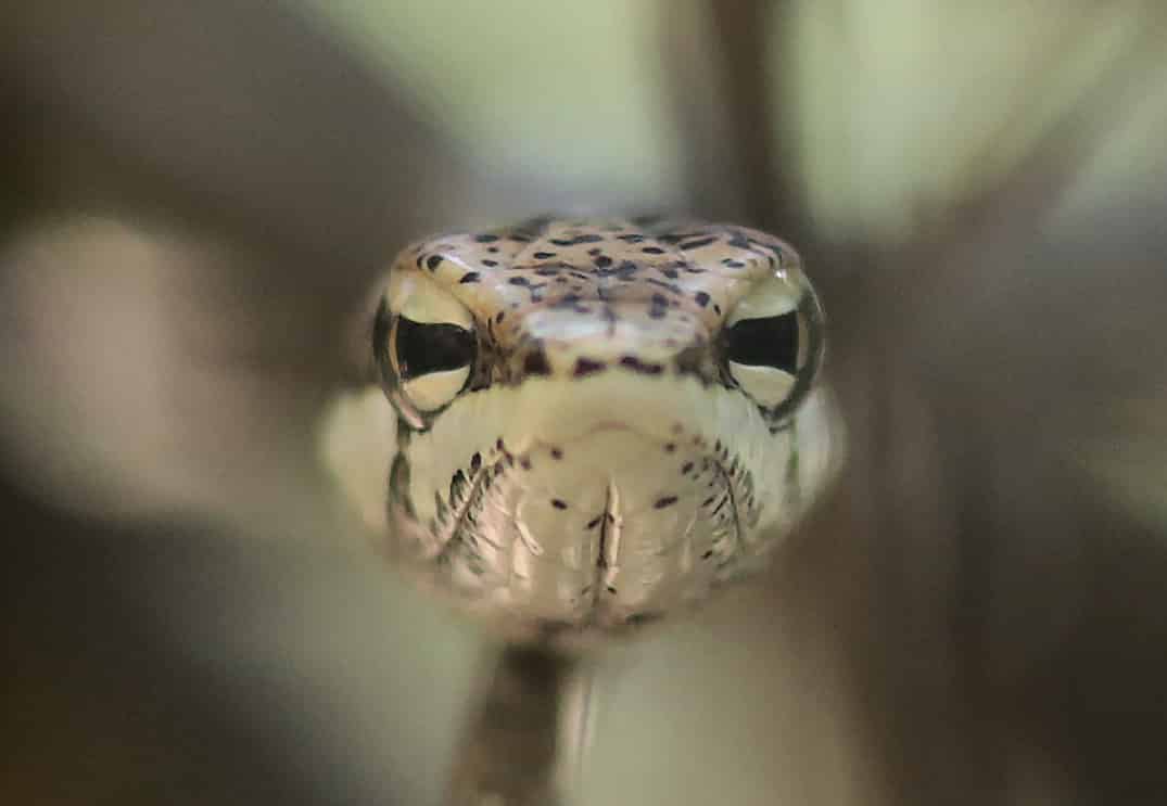 Tipos de cobras - características e principais diferenças entre espécies