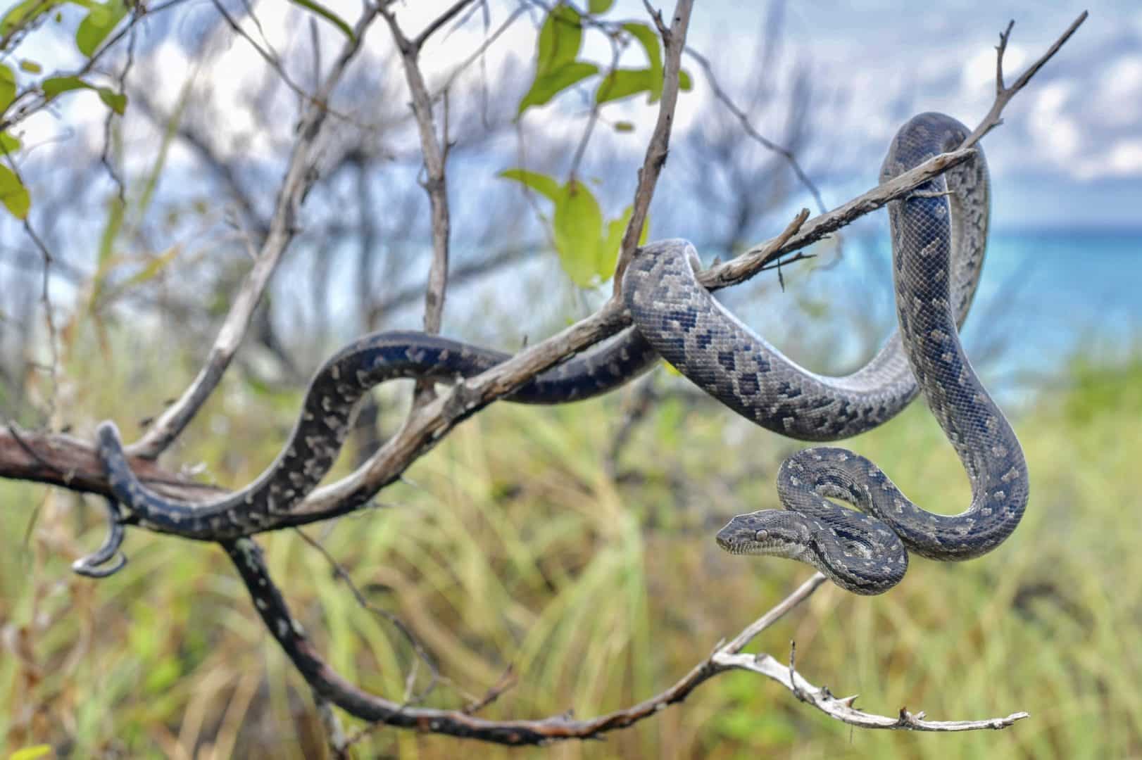 Tipos de cobras - características e principais diferenças entre espécies