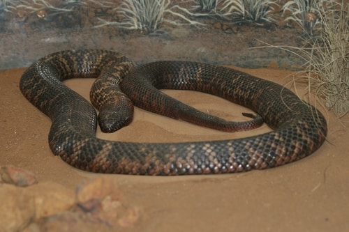 Tipos de cobras - características e principais diferenças entre espécies